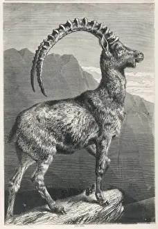 Ibex Prints: GOAT / IBEX 1876
