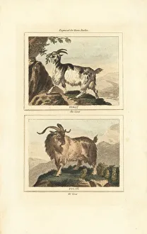 James Smith Barr Prints: Goat, male and female