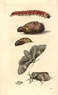 Goat moth, Cossus cossus