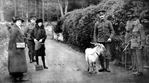 The goat presented by King George V to the 7th Royal Welsh Fusiliers