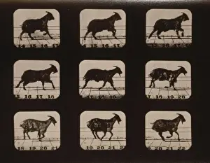 Goat, running