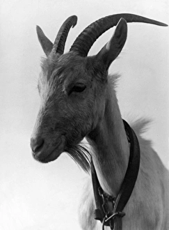 Images Dated 30th August 2011: GOAT STUDY