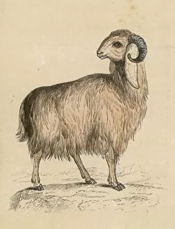 Goats Gallery: Goat / Syrian 19C