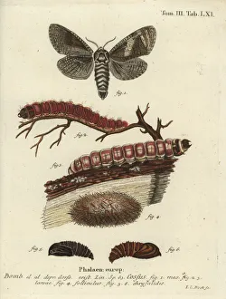 Pupa Collection: Goatmoth, Cossus cossus