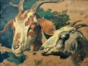 Images Dated 24th February 2014: Goats by Fortunino Matania