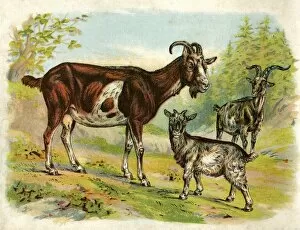 Images Dated 13th April 2012: Two goats and a kid