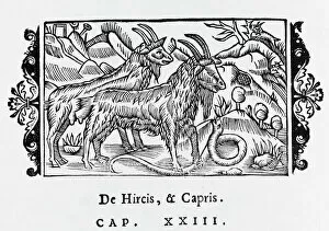 Goats/Olaus Magnus 1555