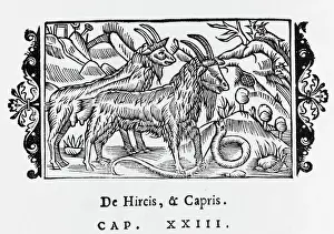 1555 Prints: Goats / Olaus Magnus 1555