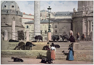 Images Dated 6th April 2021: Goats roam the Forum of Trajan. Date: 1890s
