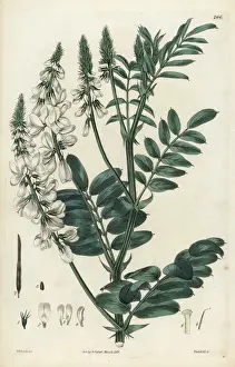 Goats rue, Galega officinalis