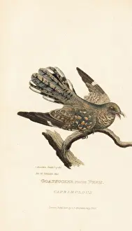 Goatsucker from Peru, Caprimulgus species