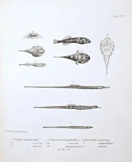 Gobiesox marmoratus