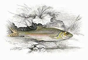 Species Prints: Gobio gobio, or Gudgeon