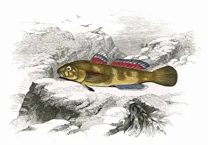 Gobius paganellus, or Rock Goby