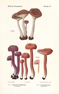 Fungus Collection: Goblet funnel cap and the deceiver