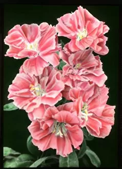 Amoena Gallery: Godetia Grandiflora Sybil Sherwood