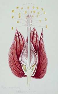 Malvales Collection: Goethea strictiflora, goethea