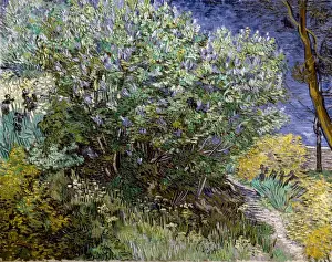 Gogh Prints: GOGH, Vincent van (1853-1890). Lilac Bush. 1889