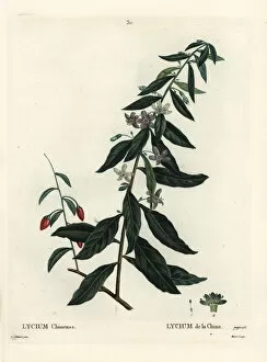 Moret Gallery: Goji berry or Chinese boxthorn, Lycium chinense
