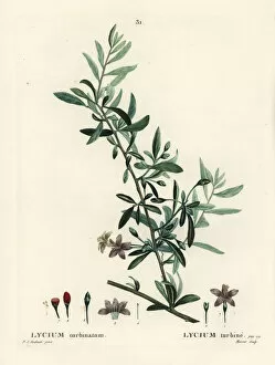 Arbustes Gallery: Goji berry or Chinese wolfberry, Lycium barbarum
