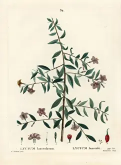 Goji berry or Chinese wolfberry, Lycium barbarum