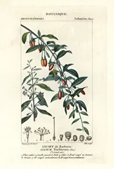Flowering Gallery: Goji berry, Lycium barbarum
