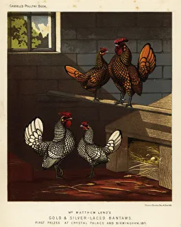 Breeding Collection: Gold-laced bantam and silver-laced bantam cock and hen