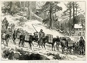 Mules Prints: GOLD MINING / COLORADO
