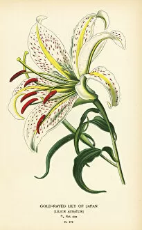 Gold-rayed lily of Japan or yamayuri, Lilium auratum