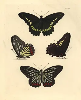 Dorsal Prints: Gold rim swallowtail and red ring skirt butterfly