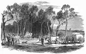 Gold rush in Australia
