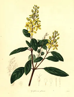 Gold shower or glaucous-leaved galphimia, Galphimia glauca Gold shower or glaucous-leaved galphimia, Galphimia glauca