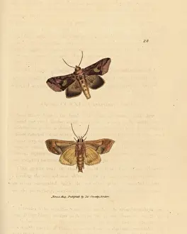 Noctua Prints: Gold spangle moth, Autographa bractea