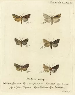 Johann Gallery: Gold spangle and other moths
