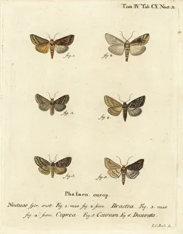 Images Dated 25th May 2019: Gold spangle and other moths