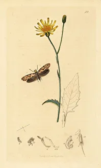 Larva Prints: Gold-speckled clothes moth and wood hawkweed