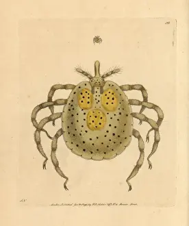 Mite Prints: Gold-spotted acarus mite, Acarus auratus