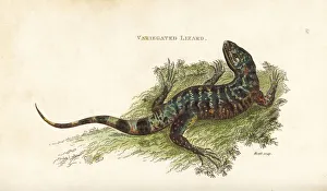 Amphibia Collection: Gold tegu, Tupinambis teguixin