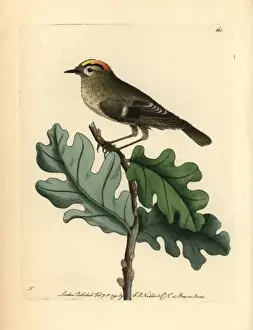 Goldcrest Prints: Goldcrest, Regulus regulus