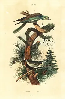 Fries Prints: Goldcrests, Regulus regulus, and European