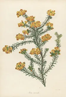 Golden aotus or golden pea, Aotus ericoides