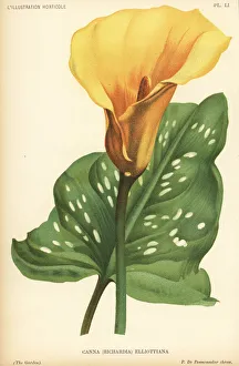 Pieter Collection: Golden arum or calla lily, Zantedeschia elliottiana