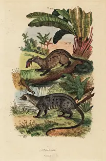 Naturelle Prints: Golden and asian palm civets