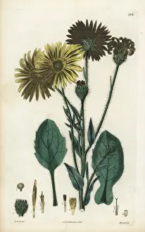 Golden aster, Heterotheca inuloides