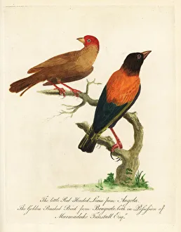 Loxia Collection: Golden-backed bishop, Euplectes aureus
