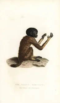 Golden-backed uakari, Cacajao melanocephalus