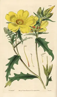 Aurea Prints: Golden bartonia, Bartonia aurea