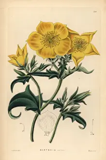 Golden bartonia, Bartonia aurea