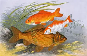 Auratus Prints: Golden Carp (Goldfish) and Bronze Carp