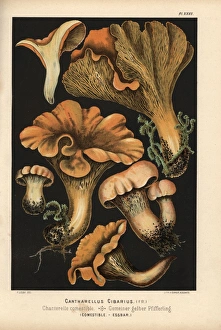 Cantharellus Gallery: Golden chanterelle, Cantharellus cibarius, edible
